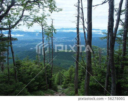 蓼科 蓼科 56278001