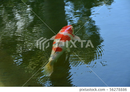 彩色鯉魚 56278886