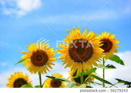Sunflower in full bloom in Zama City, Kanagawa Prefecture 56279243