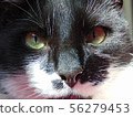 一隻貓盯著你 56279453