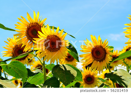 Sunflower in full bloom in Zama City, Kanagawa Prefecture 56281459