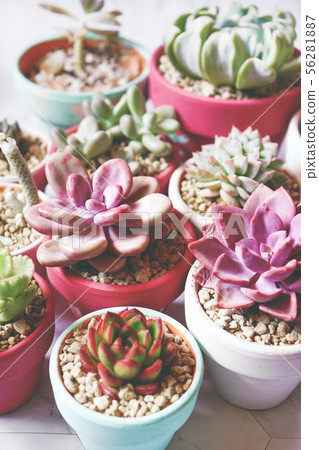 MIx of rare and exotic succulent plants - Stock Photo [56281887] - PIXTA