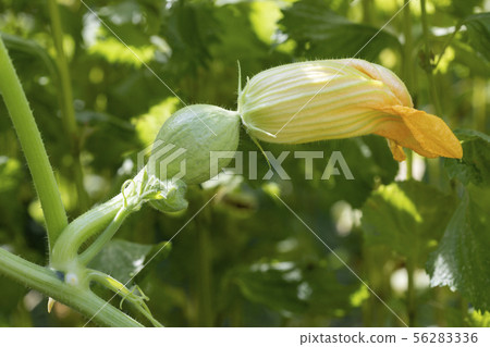 南瓜花 56283336