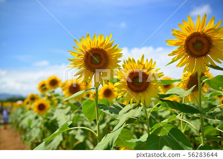 Sunflower in full bloom in Zama City, Kanagawa Prefecture 56283644