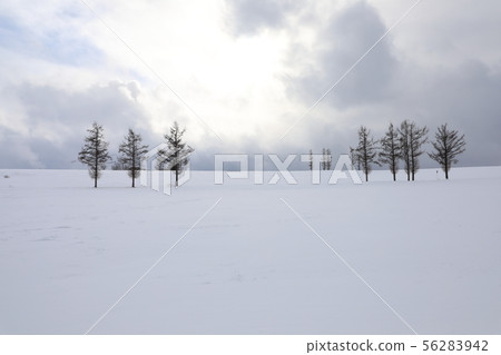 Biei-cho Mild Seven Hill 56283942