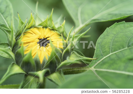 開花前的向日葵 56285228