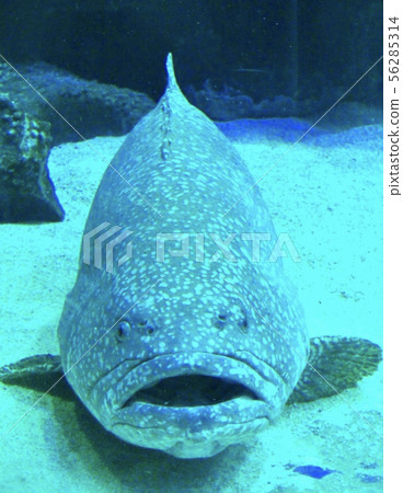 魚的臉 56285314