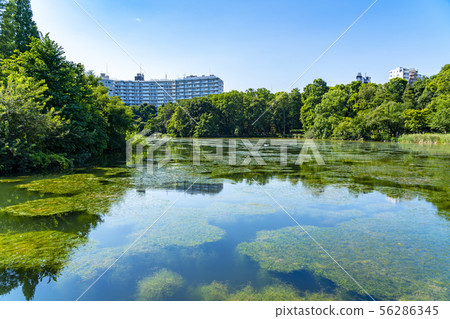 [東京]吉祥寺井之頭公園 56286345