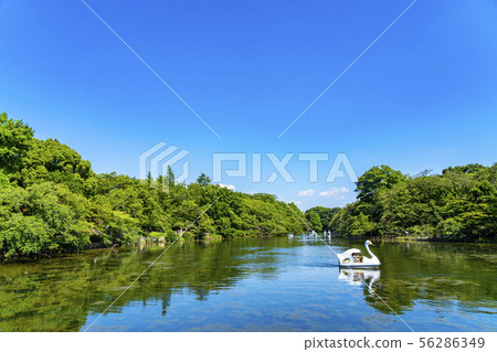 [Tokyo] Kichijoji Inokashira Park 56286349