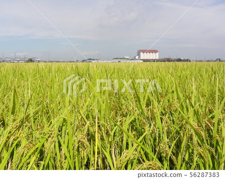 Rice field Rice field 56287383