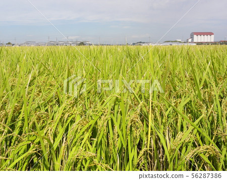 Rice field Rice field 56287386