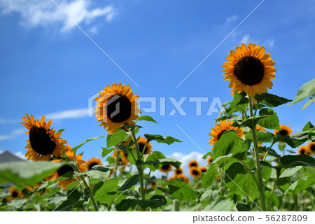 Sunflower in full bloom in Zama City, Kanagawa Prefecture 56287809