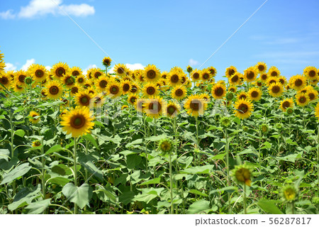 Sunflower in full bloom in Zama City, Kanagawa Prefecture 56287817