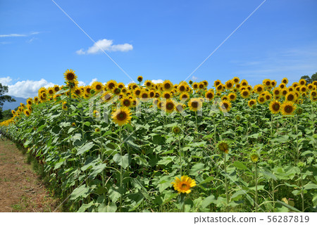 Sunflower in full bloom in Zama City, Kanagawa Prefecture 56287819