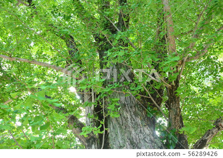 Ginkgo Ginkgo 56289426