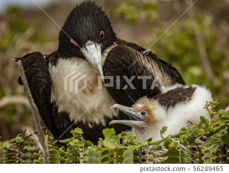 Mother and Baby Masked Boobies 56289465