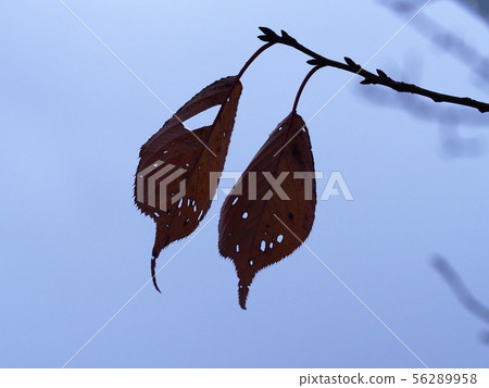 Leaf Leaf 56289958