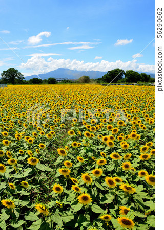 Sunflower in full bloom in Zama City, Kanagawa Prefecture 56290662