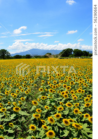 Sunflower in full bloom in Zama City, Kanagawa Prefecture 56290664