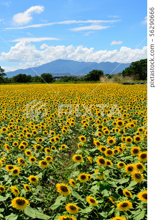 Sunflower in full bloom in Zama City, Kanagawa Prefecture Sunflower in full bloom in Zama City, Kanagawa Prefecture 56290666