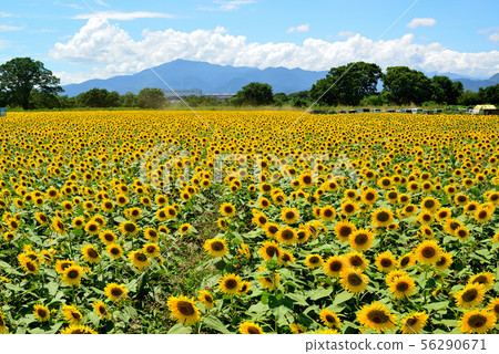 Sunflower in full bloom in Zama City, Kanagawa Prefecture 56290671