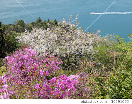Hakatajima, Kazan Park, Tatara Bridge, where the azaleas blossomed Hakatajima, Kazan Park, Tatara Bridge, where the azaleas blossomed 56291063