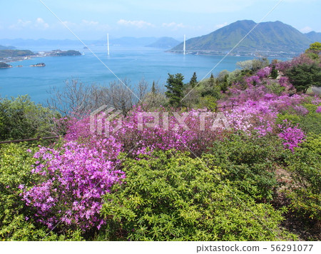 博多島,喀山公園,塔塔拉橋,杜鵑花盛開的地方 博多島,喀山公園,塔塔拉橋,杜鵑花盛開的地方 56291077