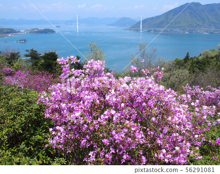 Hakatajima, Kazan Park, Tatara Bridge, where the azaleas blossomed 56291081