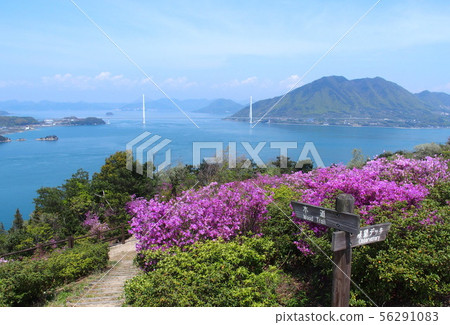 Hakatajima, Kazan Park, Tatara Bridge, where the azaleas blossomed 56291083