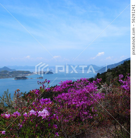 博多島，喀山公園，塔塔拉橋，杜鵑花盛開的地方 56291241