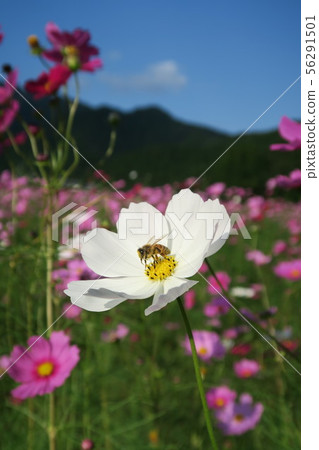 宇宙領域和蜜蜂 宇宙領域和蜜蜂 56291501