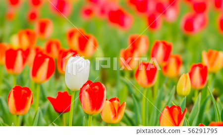 Tulip STF 16: 9 56291795