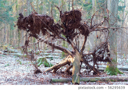 fallen tree in winter forest, tree uprooted fallen tree in winter forest, tree uprooted 56295639
