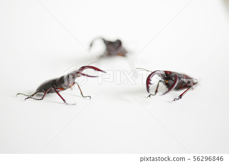 鋸齒雄鹿白色背景昆蟲昆蟲生物暑假 56296846