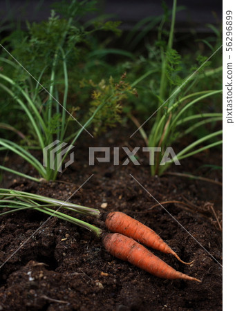 Freshly caught carrot 56296899