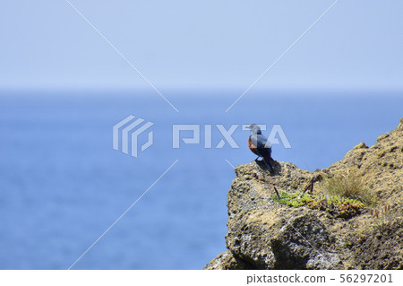 Sea bulbul Sea bulbul 56297201