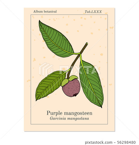 Purple mangosteen Garcinia mangostana , eatable and medicinal plant Purple mangosteen Garcinia mangostana , eatable and medicinal plant 56298480