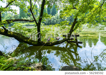 [東京]吉祥寺井之頭公園 56298592