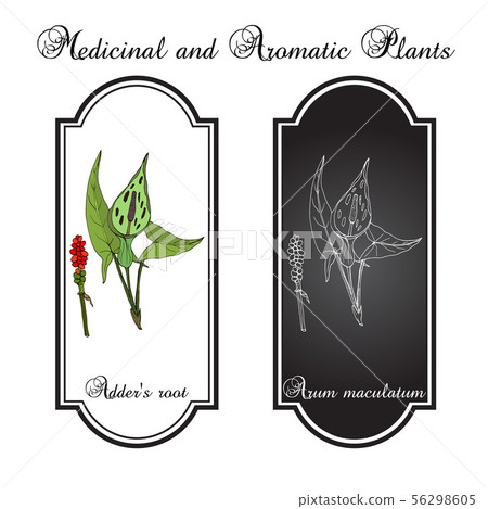 Adder s root Arum maculatum , medicinal plant 56298605