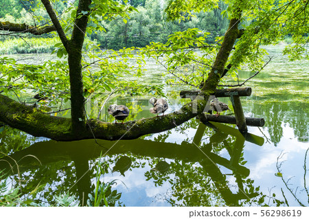 [Tokyo] Kichijoji Inokashira Park 56298619