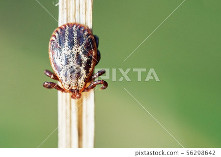 Mite sitting on a dry grass and waiting for his victim 56298642