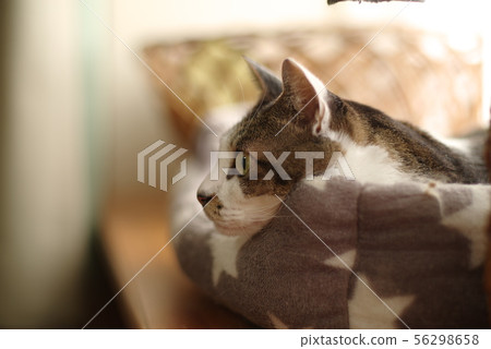 The profile of a cat The profile of a cat 56298658