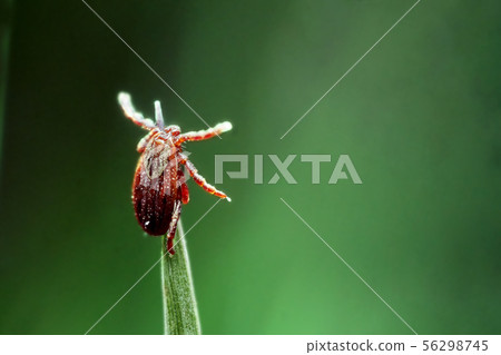 Mite sitting on the green grass waiting for his victim in spring outdoors Mite sitting on the green grass waiting for his victim in spring outdoors 56298745