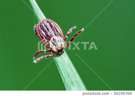 Mite sitting on the green grass waiting for his victim in spring outdoors Mite sitting on the green grass waiting for his victim in spring outdoors 56298769