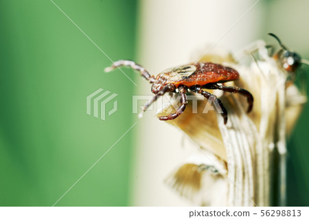 Mite sitting on the top of a dry grass and waiting for his victim 56298813