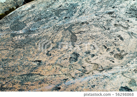 Ancient engravings petroglyphs on the stone plates of Onega lake shore 56298868