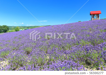 [北海道]日出公園薰衣草花園盛開 56300277