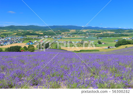 [Hokkaido] Hinode Park Lavender Garden in full bloom 56300282