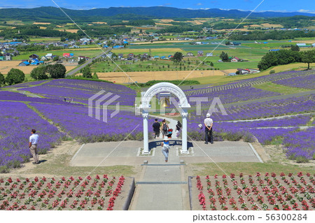 [北海道]日出公園薰衣草花園盛開 56300284