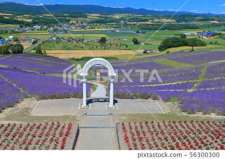[Hokkaido] Hinode Park Lavender Garden in full bloom 56300300